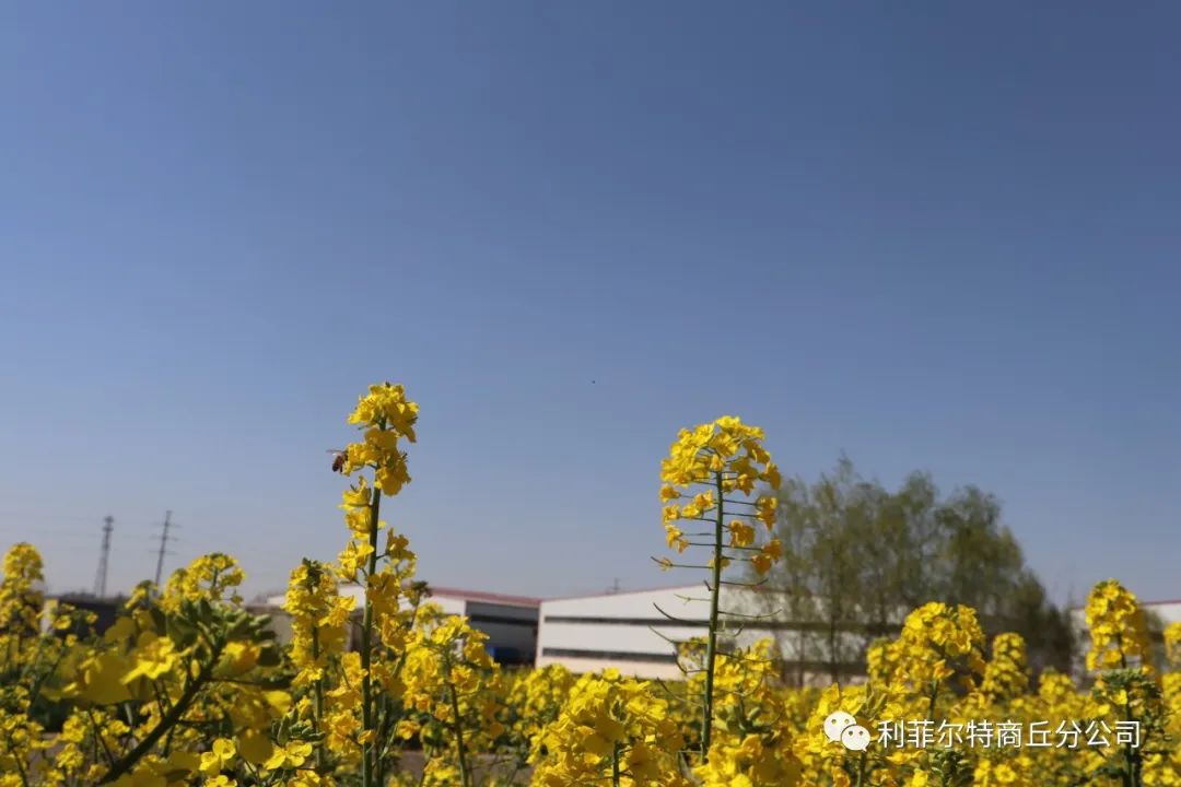利菲爾特